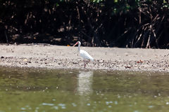 Ibis blanc dans les mangroves de Tumbes