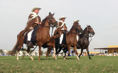 Chevaux de Paso pruviens