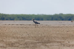 Huaco de Corona Amarilla dans les Mangroves de Tumbes