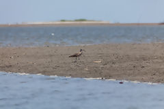 Courlis cendr aux Mangroves de Tumbes