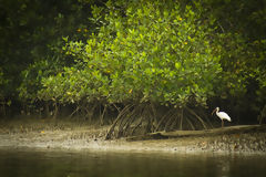 Mangroves de Puerto Pizarro