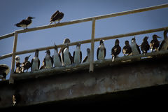 Oiseaux marins