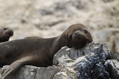 Loups de mer sur l'le d'Asia