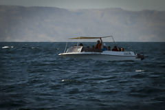 Observation des baleines