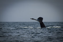 Observation des baleines