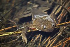 Grenouille du lac Junín
