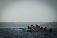 Observation des baleines