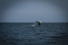 Observation des baleines