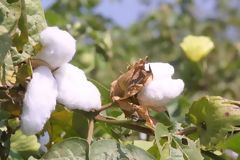 Plantations de coton, Chincha