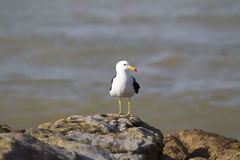 Goland  la plage Lagunillas