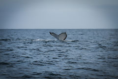 Observation des baleines