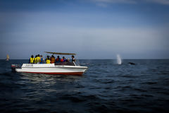 Observation des baleines