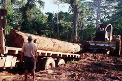 Abattage des forêts à Madre de Dios