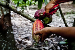 Rcolte de cacao