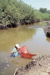 Pcheur de larves immerg dans les eaux de la mangrove