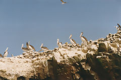 Iles Ballestas, Paracas