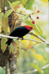 Manakin  tte rouge  Genaro Herrera