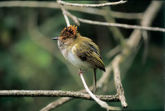 Tyran pygme  crte cailleuse  Huamanpata