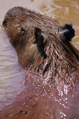 Capybara