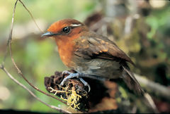 Jejenero  Couronne Brune dans Huamanpata