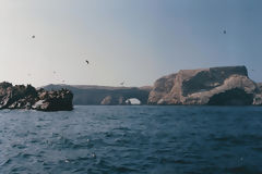 Iles Ballestas, Paracas