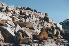 Iles Ballestas, Paracas