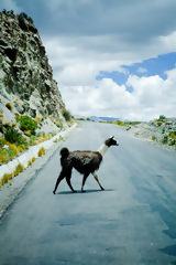 Llama dans le Colca