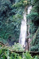 Forêt haute cascade - La Merced