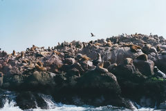 Iles Ballestas, Paracas