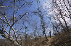 Forêt sèche, Amotape