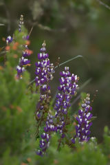 Fleurs sauvages, Kuélap