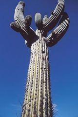 Cactus chandelier