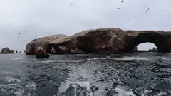 Iles Ballestas, Paracas