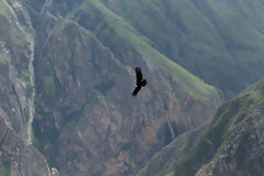 Condor au Colca