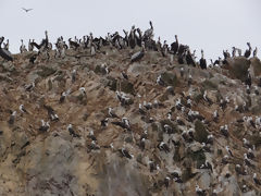 Iles Ballestas, Paracas