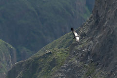 Condor au Colca