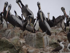 Iles Ballestas, Paracas