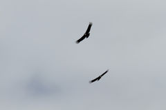 Condors dans le Canyon du Colca