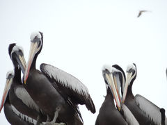 Iles Ballestas, Paracas