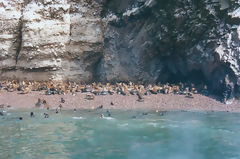 Iles Ballestas, Paracas