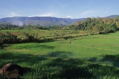 Plantations de riz