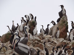 Iles Ballestas, Paracas