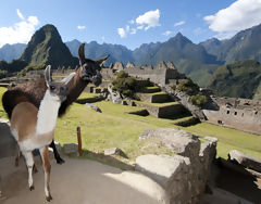 Lamas  Machu Picchu