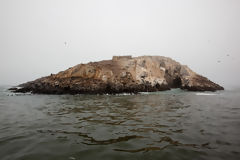 Îles Palomino, Callao