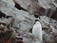 Iles Ballestas, Paracas