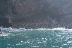 Iles Ballestas, Paracas