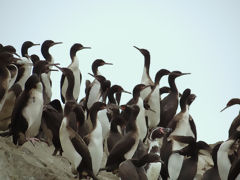 Iles Ballestas, Paracas