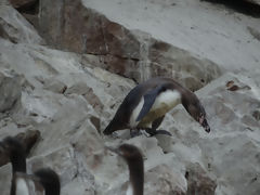 Iles Ballestas, Paracas