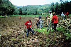 Paysans labourant la terre