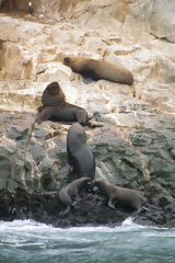 Loups de mer aux îles Palomino, Callao